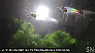 See iridescence in ghost catfish | Science News