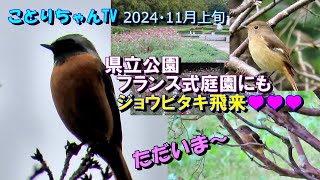 2024年11月6日㈬県立公園のフランス式庭園にもジョウビタキたちがやって来た！【ことりちゃんTV☆野鳥たちの物語】