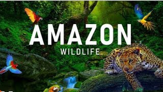 Amazon Forest | Amazon Jungle | Amazon Wildlife