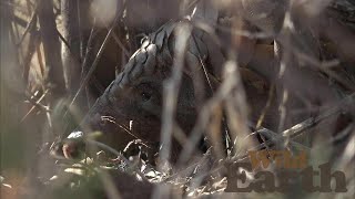 WildEarth - Sunrise - 18 September 2020