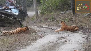 Tiger mating Rare footage first time of Kanha National Park I Mandla, Madhya Pradesh, India