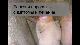 Болезни поросят — симптомы и лечение