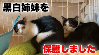 生後10ヶ月の黒白姉妹猫を2匹保護しました【We rescued 2 cats】