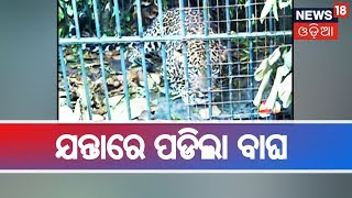 Bhubaneswar: ୨ ଦିନର ଲୁଚକାଳି ପରେ ବନ ବିଭାଗର ଯନ୍ତାରେ ପଡିଲା କଲରାପତ୍ରିଆ ବାଘ | AME TA KAHIBU