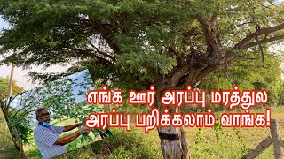 என்னோட ஊருன்னா சும்மாவா?உங்களுக்காக இதோ அரப்பு மரம்/Albizia amara tree/ஊஞ்ச மரம்/அரப்பு மரம்/Tamil