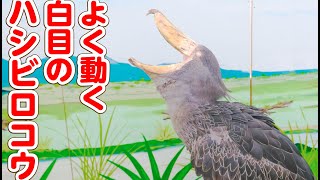 白目のハシビロコウ　よく動くハシビロコウ