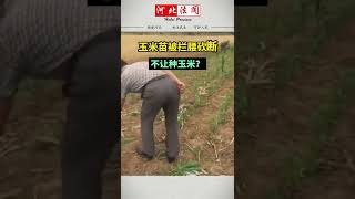 玉米苗被拦腰砍断，不让种玉米？#农民 #河北 #shorts