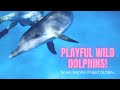 Watch Dolphins Play! | Dolphin Magic Moments!