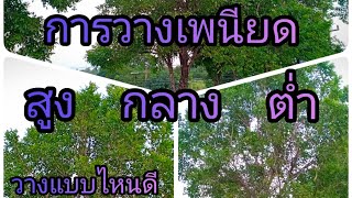 การวางเพนียด สูง กลาง ต่ำ วางแบบไหนดี