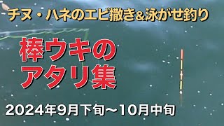 棒ウキのアタリ2024年9月下旬〜10月中旬 エビ撒き\u0026イワシの泳がせ釣り