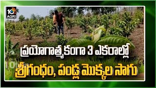 ప్రయోగాత్మకంగా 3 ఎకరాల్లో శ్రీగంధం, పండ్ల మొక్కల సాగు | Matti Manishi | 10TV Agri