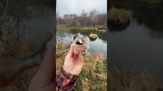 Окунь на джиг 2024 #fishing #риболовля #рибалка #риболов #рыбалка #окунь