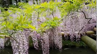 日本奈良春日大社萬葉植物園 紅藤