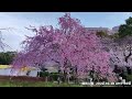 【今が見ごろ】鶴舞公園　桜　開花状況　2022.3.28