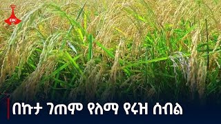 በአማራ ብሔራዊ ክልላዊ መንግስት በደቡብ ጎንደር ዞን ፎገራ ወረዳ በኩታ ገጠም የለማ የሩዝ ሰብልEtv | Ethiopia | News zena