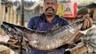 KASIMEDU 🔥 SPEED SELVAM | BIG VERY RARE FISH CUTTING VIDEO | 4K VIDEO | KM FISH CUTTING