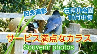 サービス満点なカラス 記念撮影 10月中旬　＃crow ＃カラス ＃石神井公園