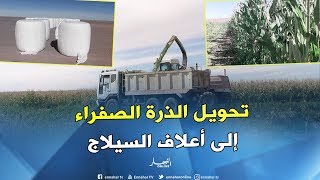 أدرار: فلاحون يحولون محصول الذرة الصفراء إلى أعلاف السيلاج لتدني هامش الربح