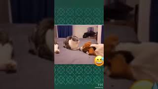 Funny cat: grasp the distance!  The dog is anxious!😂#cute #pets #shorts