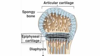 Endochondral Ossification, by Kevin Petti, Ph.D.