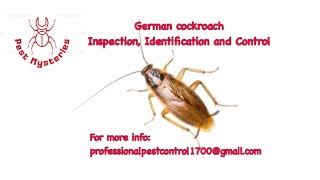 Get rid of German cockroaches