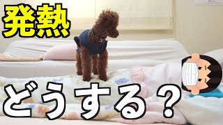 怒る犬も発熱中の飼い主には優しくする！？【トイプードル】