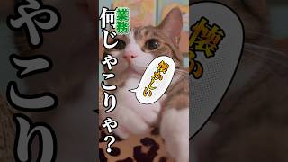 【業務スーパー】懐かしい！夏にピッタリ💡反抗期終了の三男につい質問攻め⁈#cats #short#球太