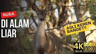 This Wild Deer Caught On Camera Just Stunned All Of Us | Sekumpulan Rusa