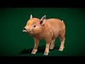 miniature pig mammal animal 3d model