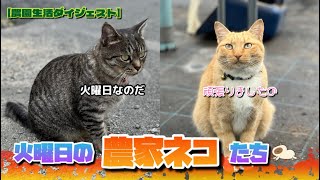 【10/29】火曜日も頑張った農家ネコたち🐈‍⬛🐈【農園生活ダイジェスト】