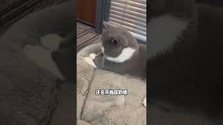 猫咪上头神曲，听了会有意想不到反应！#猫咪 #猫咪的迷惑行为  #pets  #新手养猫  #喵星人  #cat  #宠物知识  #萌寵