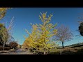 日本金黃色銀杏大道 秩父繆斯公園 golden ginkgo avenue chichibu muse park japan