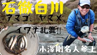 石徹白川の渓流釣り。小澤剛名人参上‼️アマゴ、ヤマメ、イワナ乱舞。