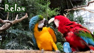 ルリコンゴウインコさんがサービスしてくれた　cute　Blue-and-yellow Macaw