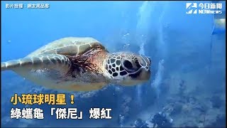 小琉球明星！綠蠵龜「傑尼」爆紅