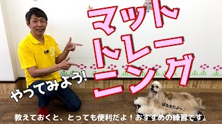 【犬のしつけ】 マットトレーニングの教え方。ドッグカフェでも役立ちます！