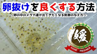 メダカの卵抜けを良くする裏技～室内加温飼育のアルビノ作り＆孵化のコントロール～【媛めだか/春の卵管理】