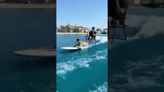 Dog with owner on surfboard 😂😍 #shorts #funny #dog #cute #surfing #cutedog