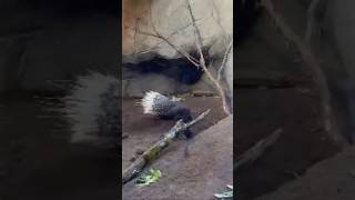 Indian crested porcupine#large#spiny#mammal#zoo#shorts