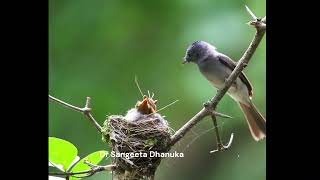 Monarch flycatcher feeding its chicks