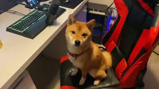 shibe proves speedrunner didn't cheat