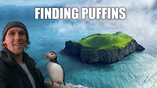 Searching for the Largest Puffin Colony in the World | Iceland