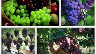 Learn How To Grow Perfect Grape Vines That Produce Up To 42 Pounds of Grapes On A Single Vine