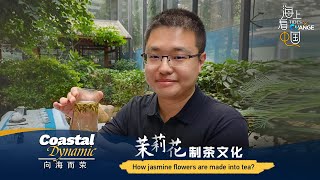 Coastal Dynamic: How jasmine flowers are made into tea?