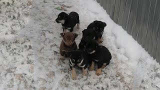 Orphaned Puppies Have Been Rescued And Taken Care of in a Wonderful New Home