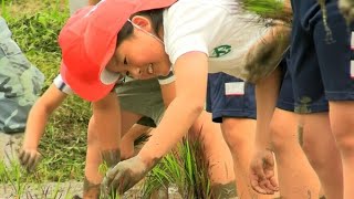 矢沢永吉さんの姿を水田で表現する「永ちゃん田んぼ」で田植え　参加児童は「有名?」【岡山・美作市】