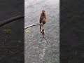 baby monkey 🐒 brave omg 😲