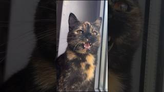 beautiful tortie kitty chirping || ekekekkekkek #catlover