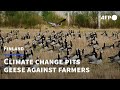 Finnish farmers face 'impossible task' of protecting land from hungry geese | AFP