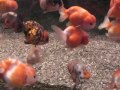 大日本國　弥富金魚 in名古屋某所 yatomi goldfish in nagoya aichi japan